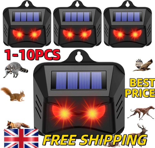 Solar motion sensor cat - motion,