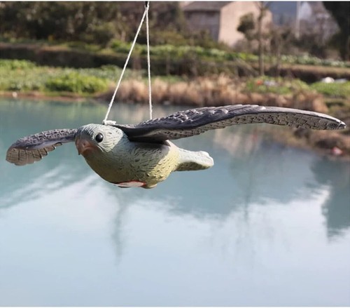 Flying hawk falcon pest - flying,