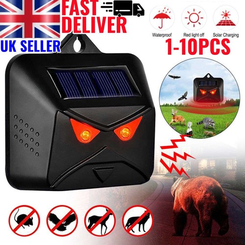 Solar nocturnal animal - nocturnal,