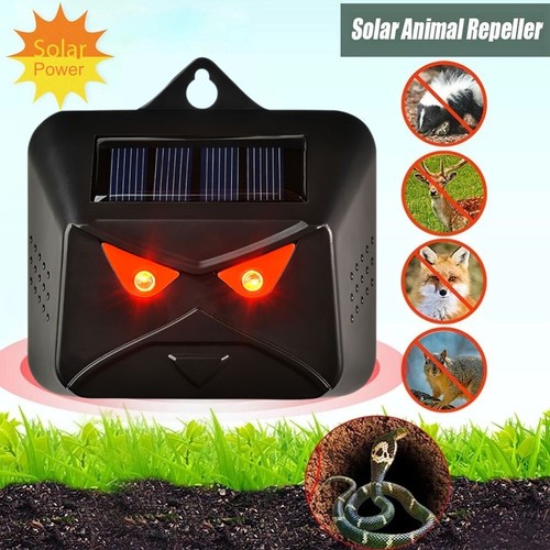 New solar dog cat animal - dog,